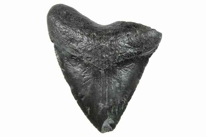 Juvenile Megalodon Tooth - South Carolina #259583